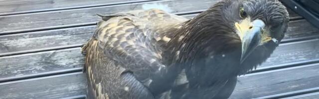 VIDEO | Kotkas rebib koera magamisaseme puruks ja laseb end rahumeeli filmida