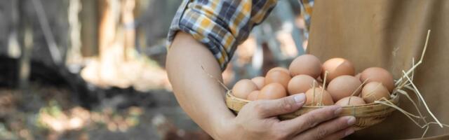 Hobikanapidaja: arvestades kanade toidu- ja hoolduskulusid, tuleb ühe muna hinnaks 5 eurot