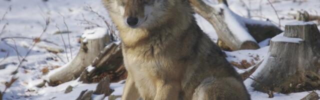 Läks taas tulistamiseks_ jahimehed küttisid seitse hunti