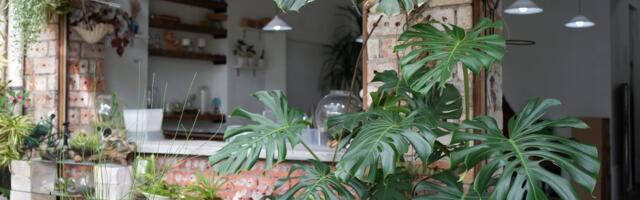 HEA TEADA | Need kolm suurekasvulist taime sobivad just hämarasse ruumi