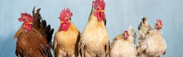 Mida on kanal munalt õppida?