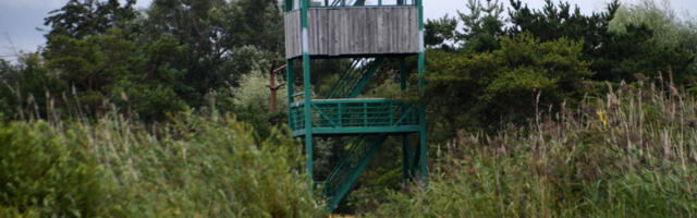 LAUPÄEVAL VALLUTAVAD LINNUVAATLEJAD EESTIMAA TORNID