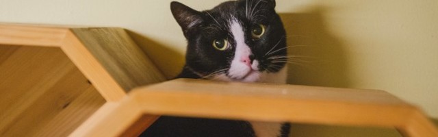 ÕL GALERII JA VIDEO | KOLM AASTAT KODU OOTEL: venna kaotanud pelglik kass Silver elab aastaid varjupaigas