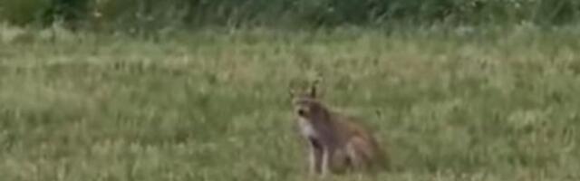 VIDEO | Tartu külje all liikus ebatavaliselt käituv ilves