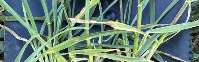 Talinisu kõrsumine on saagi kujunemise võtmefaas. Millised otsused mõjutavad selles etapis enim tulemust?