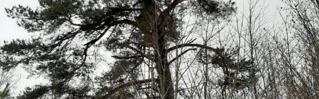 Metsaomanik ise on parim looduse hoidja