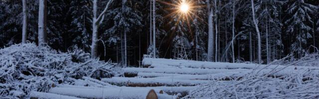 RMK uus puidumüügi juht tuleb toiduainetööstusest