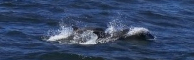 Meremees nägi Kopli lahes delfiine