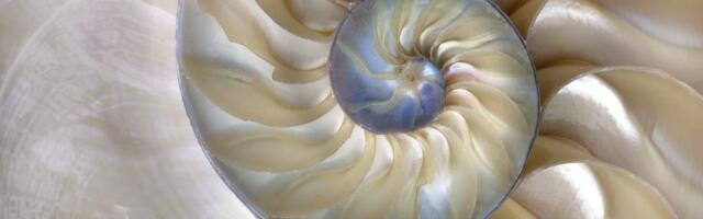 VEENUSE SALADUS ⟩ Ainus planeet, mille liikumine väljendab jumalikku kuldlõiget: see on elu ja loovuse alus