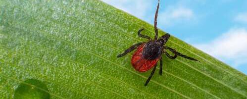 Aita teadlastel läbi viia uuringut puukide levimusest linna rohealadel