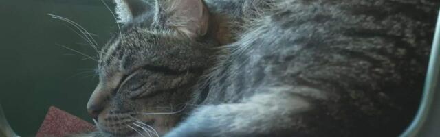 Mis saab edasi? Koduta loomi pole enam kuhugi panna