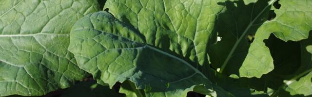 Kuidas parandada leheväetiste abil kultuuride talvitumist?