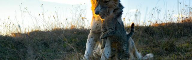 Valga loomade varjupaiga teenuse osutamiseks on leping sõlmitud