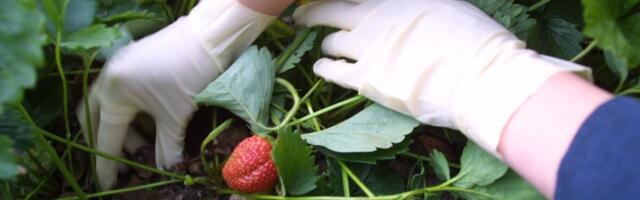 Kas sinu hooajatöölised on registreeritud?