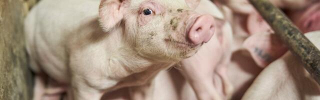 Eesti saaks sealiha müües teenida miljoneid, aga toob seda hoopis sisse