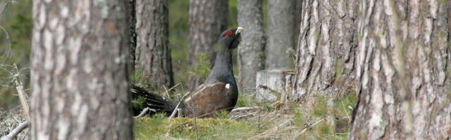 Met­si­se elu­pai­ka­de taas­ta­mis­tööd Ani­ja val­las