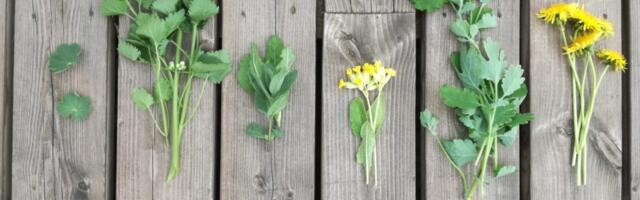 Ravimtaimed, mida tasub aprillis Eestis korjata – kevadine loodus sinu tervise heaks