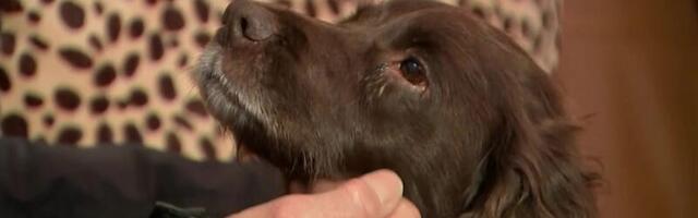 Reporter: Kaheksa aastat tagasi varastatud koer jõudis tagasi koju