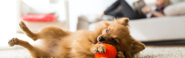 Otsid endale ja oma lemmikule uut kodu? 5 kasulikku nõuannet lemmikloomasõbraliku üürikorteri otsimiseks