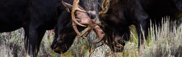 VIDEOD | Korralik madin! Vaata, kuidas põdrapullid omavahel sarvi ristavad