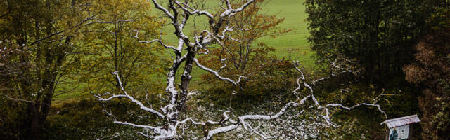 Palivere künnapuu jäi Eesti aasta puu valimisel teiseks