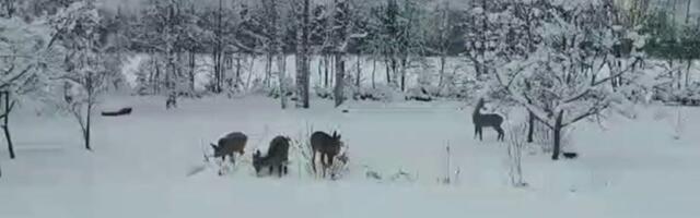 NUNNU VIDEO | Paks lumi ajas metskitsed koduõuele toitu otsima