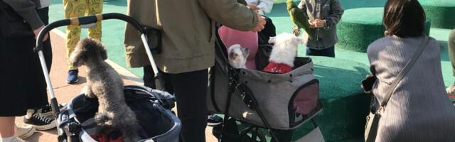 LAIAST MAAILMAST | Korea tõmbas koeralihaga koomale