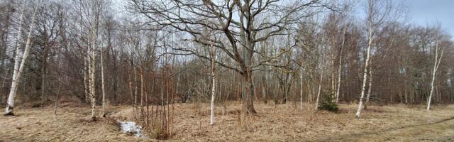 Tammede parki soovitakse lisada 9 eramuga arendusprojekt