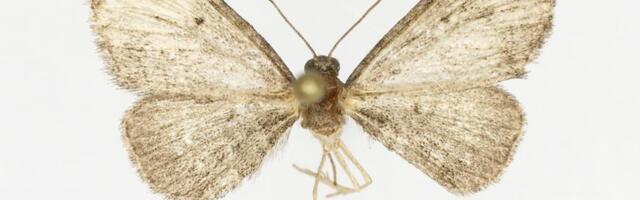 Uus liik Eesti ööliblikafaunas – luha-pisivaksik