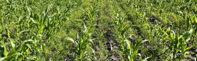 Nordisk Alkali paindlikud lahendused maisikasvatajatele