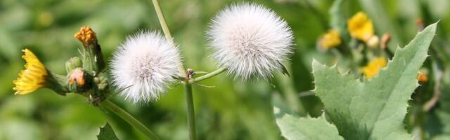 LIHTNE NIPP | Kuidas ohakast jagu saada?