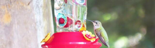 Riina SÕNA SABA: Koolibri läks kooli