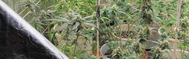 В Кохтла-Ярве задержан мужчина за выращивание и сбыт конопли