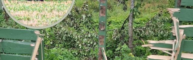 FOTOD JA VIDEO | Priske mõmmik laamendas Kuremäe elaniku aiamaal, mugis pirne ja jättis aeda karusuuruse augu