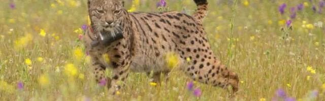 FOTO | Teadlased avastasid Hispaaniast uue eelajaloolise kassiliigi