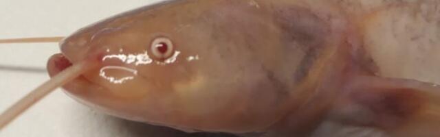 Kalateadlased müütilise valge hiiglase saladuse jälil