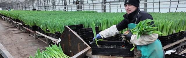 Maardu ettevõtja rõõmustab naisi miljoni kodumaise tulbiga