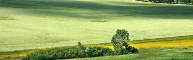 Viljainfo: turgu mõjutab nii nafta hind kui ebasoodne ilm
