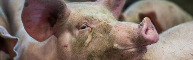 PTA: käes on sigade Aafrika katku leviku kõrghooaeg