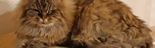 Kolooniakass Maia vajab kalleid uuringuid