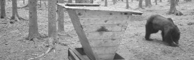 FOTO | „Ta võib olla agressiivne.“ Värskas liigub ringi kärntõve tunnustega karu