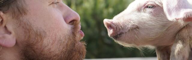 KRANAAT | Šokk! Sigade kaitsja sai teada, kust grillvorst tuleb