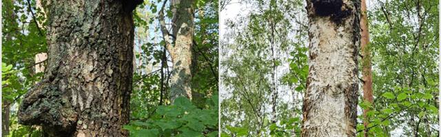 Musta pässiku kasvu edukuse määravad pärilikud omadused