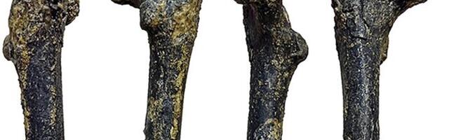 Esimene kahel jalal kõndija võis olla inimese Balkanil elanud eellane