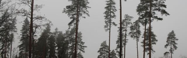 Kagu-Eesti omavalitsused muretsevad raiemahtude vähenedamise pärast