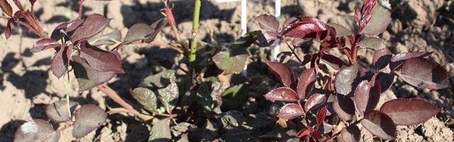 Mida ette võtta külmakahjustuse saanud roosidega?